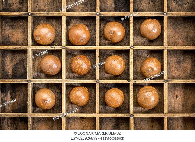 macadamia nuts abstract