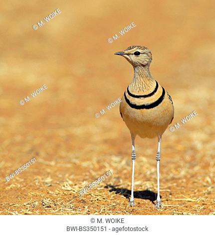 two-banded courser (Rhinoptilus africanus), standing on the ground, South Africa, Barberspan Bird Sanctury