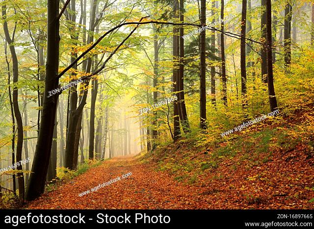 Path through autumn forest on a foggy weather, Bischofskoppe Mountain, October, Poland