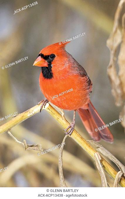 A Northern Cardinal Cardinalis cardinalis in Etobicoke, Ontario Canada