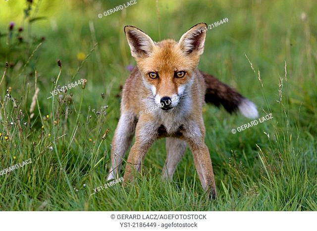 Red Fox, vulpes vulpes, Normandy