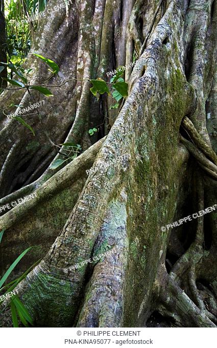 Fig Ficus spec. - Parque Nacional Carara, Carara National Park, Costa Rica, Central America