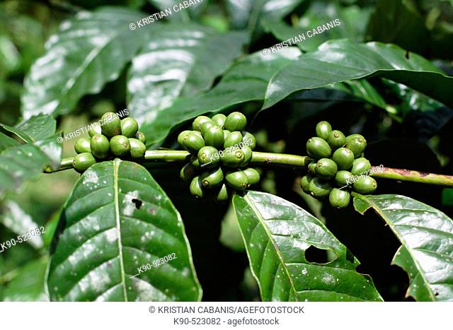 Green coffee beans of Robusta Coffee plant at Losari Coffee Plantation in West Java, Indonesia, South East Asia
