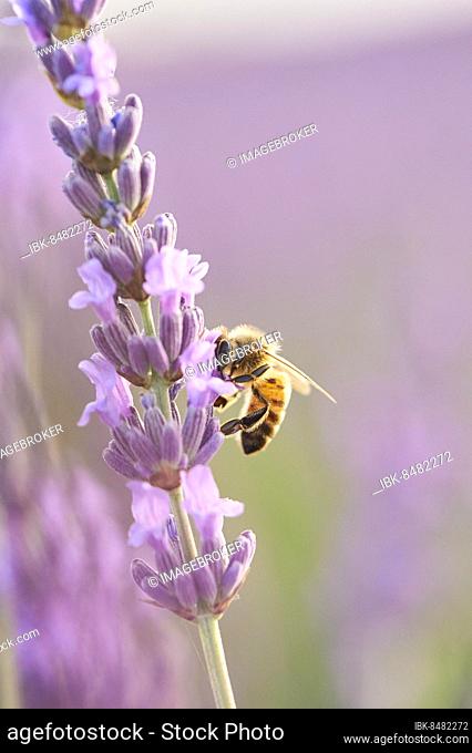 European honey bee (Apis mellifera) on a true lavender (Lavandula angustifolia) blossom in a field near Valensole, Provance, France, Europe