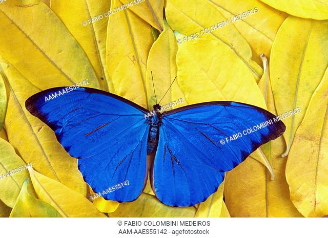 Male Morpho Butterfly (Morpho anaxibia) Brazil
