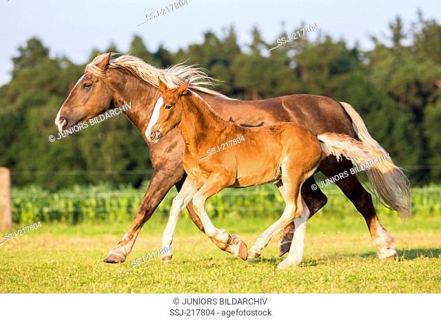 South German Coldblood. Chestnut mare with foal galloping on a pasture. Germany