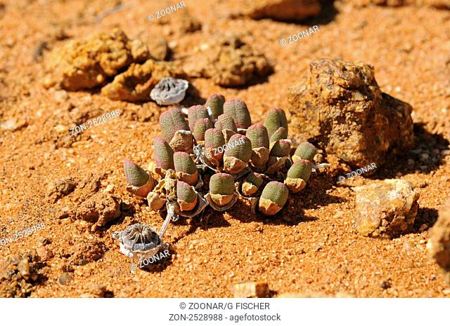 Cheiridopsis sp. im Habitat, kissenbildende Zwergform, Aizoaceae, Mesembs, Goegap Naturreservat, Namakwaland, Südafrika / Cheiridopsis sp