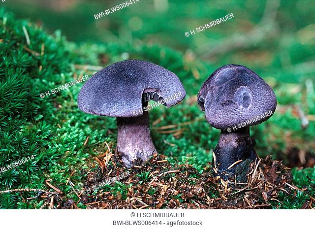 violet webcap Cortinarius violaceus, fruiting bodies