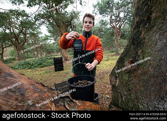 14 January 2020, Brandenburg, Frankendorf: Iven Stock, first year apprentice of the Forst Brandenburg state enterprise, weighs the harvested pine cones in the...
