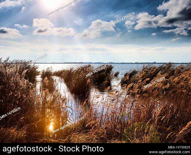 Usedom in autumn, reed belt at Szczecin Lagoon, back light, low sun