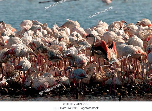 França, Camargue, Flamingo, Phoenicopterus roseus, 03/05/2011