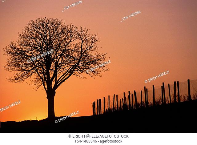 Silhouette of a deciduous tree in the dusk