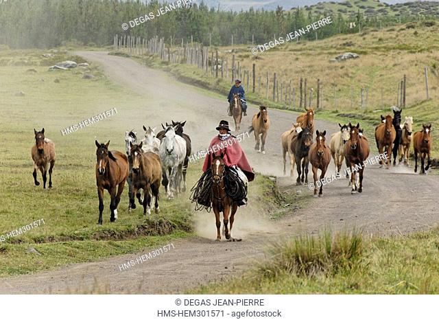 Ecuador, province de Cotopaxi, Andes, Cotopaxi volcano, group of Chagras gathering wild horses around Cotopaxi volcano for hacienda El Porvenir