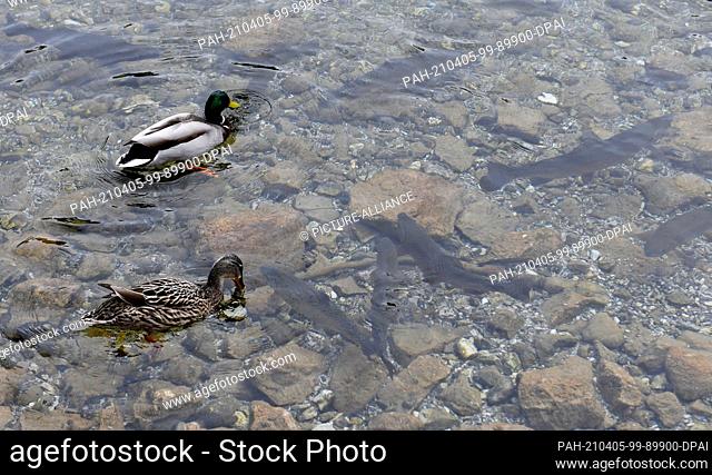 05 April 2021, Bavaria, Garmisch-Partenkirchen: Ducks and trout can be seen in the water of the small mountain lake Badersee