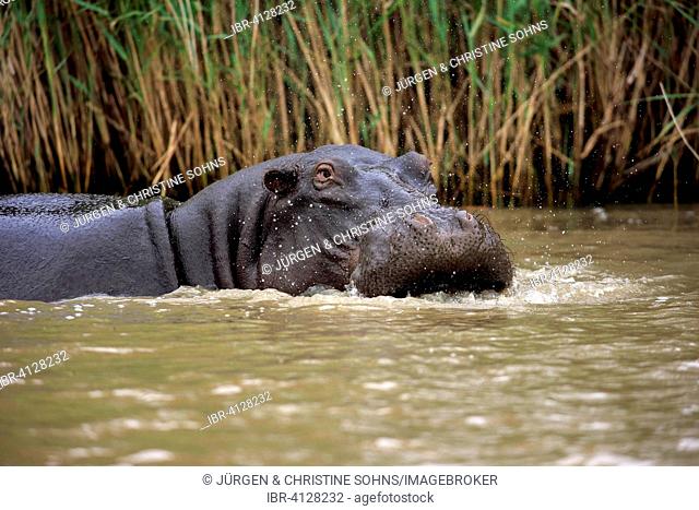 Hippopotamus (Hippopatamus amphibius), adult, in water, Saint Lucia Estuary, iSimangaliso Wetland Park, Kwazulu Natal, South Africa