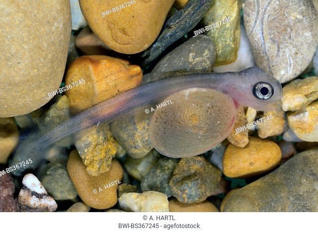 Danube salmon, huchen (Hucho hucho), yolksac larva on pebbles, Germany