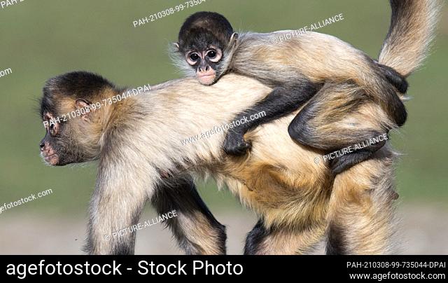 08 March 2021, Lower Saxony, Hodenhagen: A spider monkey climbs with her cub on her back through her enclosure at Serengeti Park