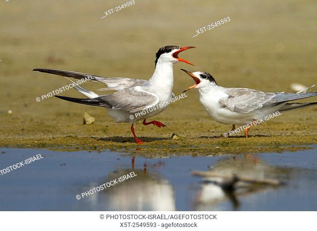 Common tern (Sterna hirundo) Screeching on a beach. This seabird is found in the sub-arctic regions of Europe, Asia and central North America