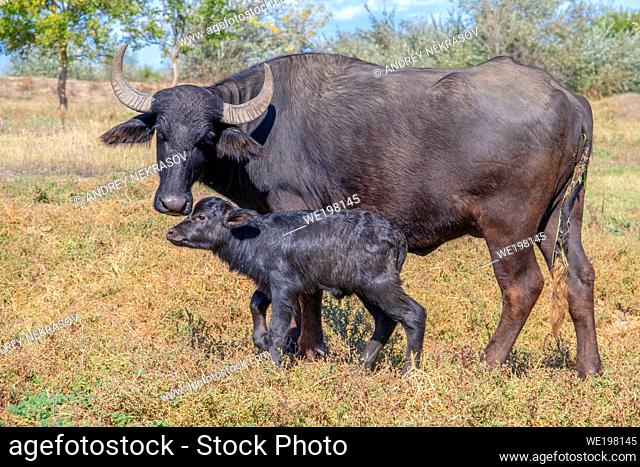 First day of life of a newborn calf Water Buffalo (Bubalis murrensis). Orlovka village, Reni raion, Odessa oblast, Ukraine
