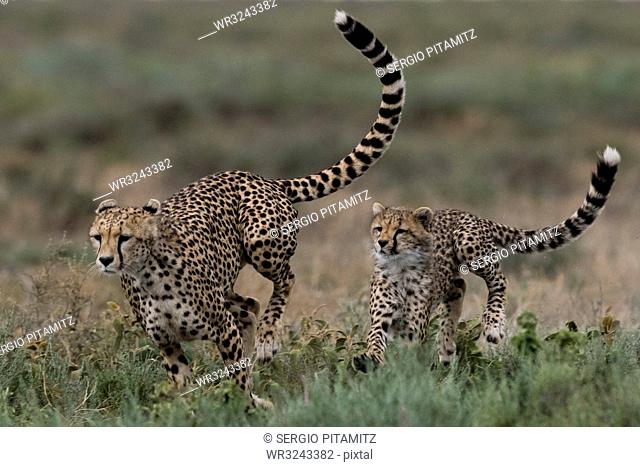 A female cheetah (Acinonyx jubatus) and its cub sparring, Ndutu, Ngorongoro Conservation Area, Serengeti, Tanzania, East Africa, Africa