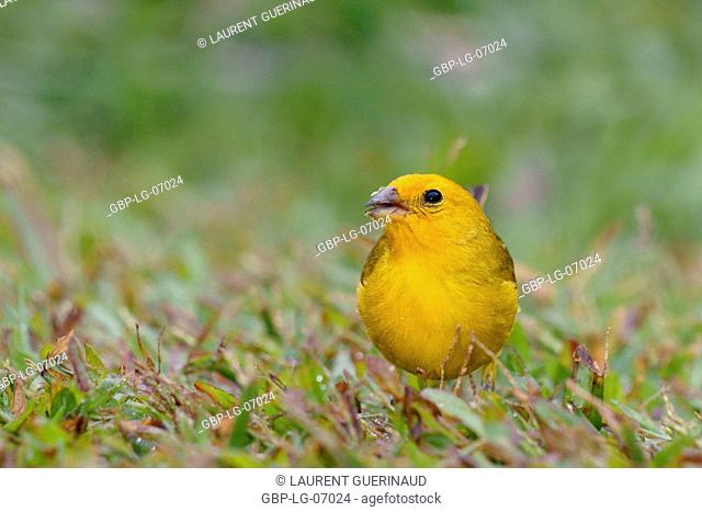 Bird, canário-da-terra, Ilha do Mel, Encantadas, Paraná, Brazil