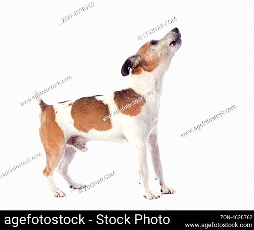 portrait of a barking jack russel terrier in studio