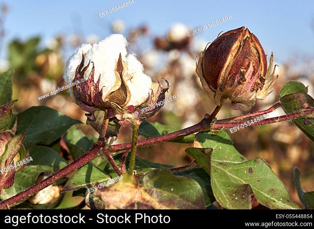 cotton plantation in Almodovar del rio, province of Seville. Andalusia, Spain