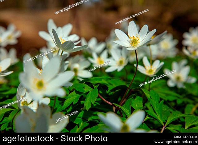 Wood anemone in the forest, white flowering plant on the forest floor