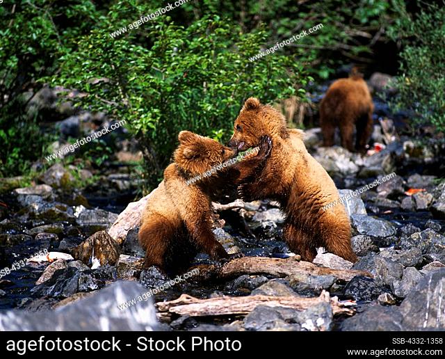 Brown Bear cubs jostling, Wolverine Creek, Redoubt Bay State Critical Habitat Area, Alaska