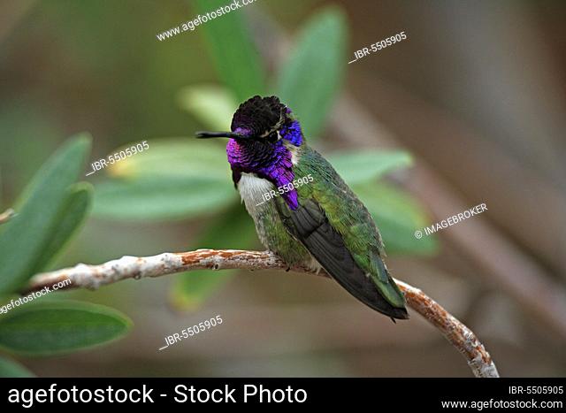 Costa's hummingbird, male, Sonora Desert, Arizona (Calypte costae), USA, North America