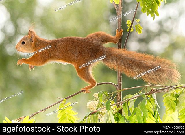 close up of red squirrel holding on to a branch with leaves and flowers and reaching out