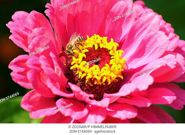 Blüte mit Biene
