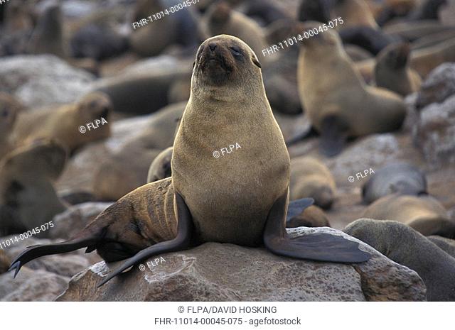 Cape Fur Seal Arctocephalus pusillus Namibia