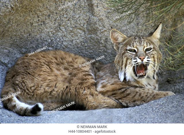 animal, animals, Bobcat, lynx, Lynx rufus, recumbent, lie, lying, red lynx, yawning