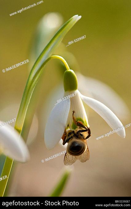 Honey bee (Apis mellifera), Common snowdrop (Galanthus nivalis) Rhineland-Palatinate, Germany, Europe