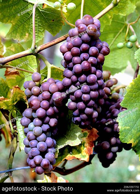 Weintrauben, Grauer Burgunder, Wein, Weinpflanzen, Reben, Fruechte, Beeren, Obst