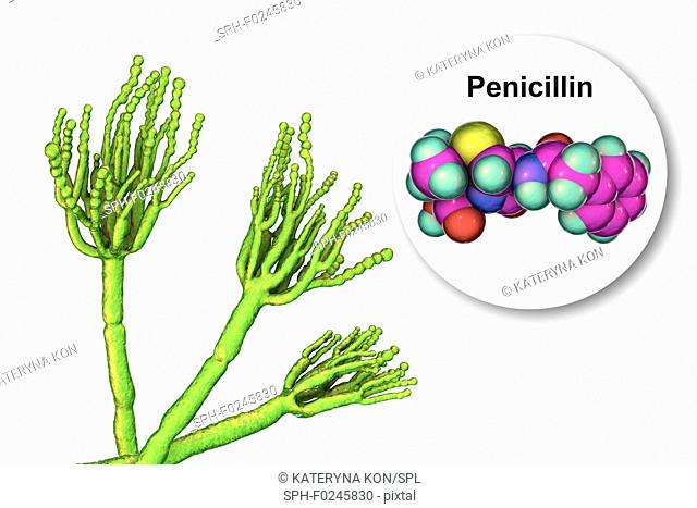 Penicillium fungus and molecule of penicillin antibiotic. Computer illustration of a Penicillium sp. fungus. Specialised threads, called conidiophores, are seen
