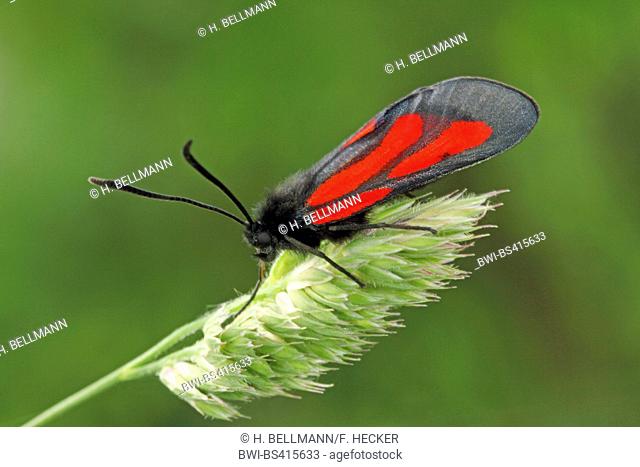 Woodland Burnet (Zygaena osterodensis, Zygaena scabiosae), sitting on a grass ear, side view, Germany