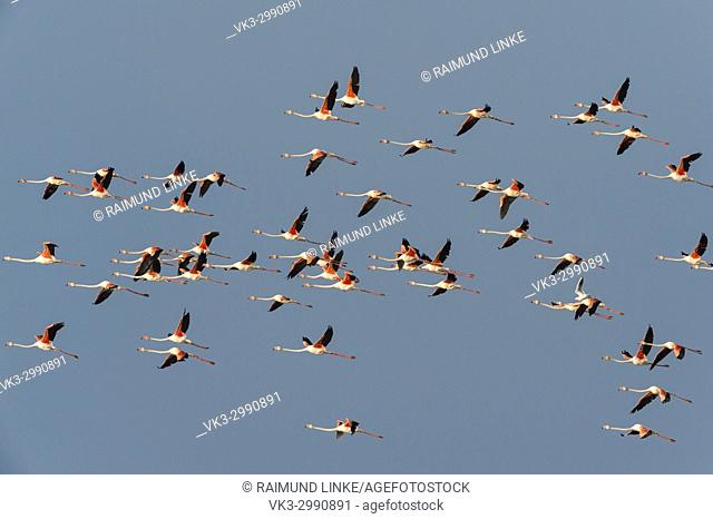 European Flamingo, Great Flamingo, Phoenicopterus roseus, in Flight, Saintes-Maries-de-la-Mer, Parc naturel régional de Camargue, Languedoc Roussillon, France