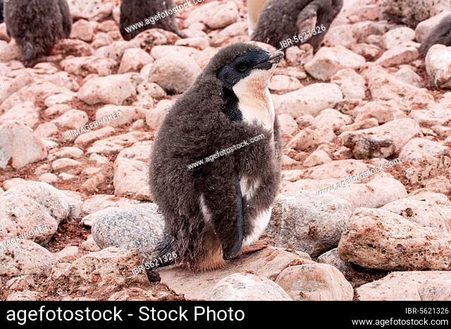 Adelie Penguin (Pygoscelis adeliae) chick, moulting downy feathers, standing in rookery, Paulet Island, Antarctic Peninsula, Antarctica