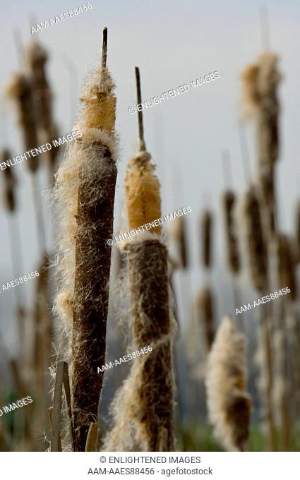 Molting shedding Broad-leaved Cattail reeds in marsh, Merced National Wildlife Refuge, Central Valley, California