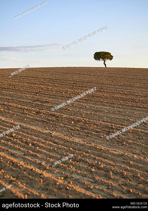 Pine tree (pinus pinea) between ceral lands in Villafáfila nature reserve, Zamora, Castile and Leon, Spain