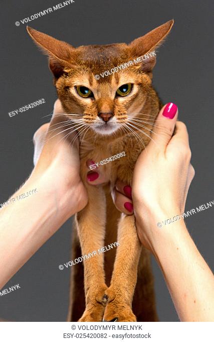 Purebred abyssinian young cat portrait on gray background