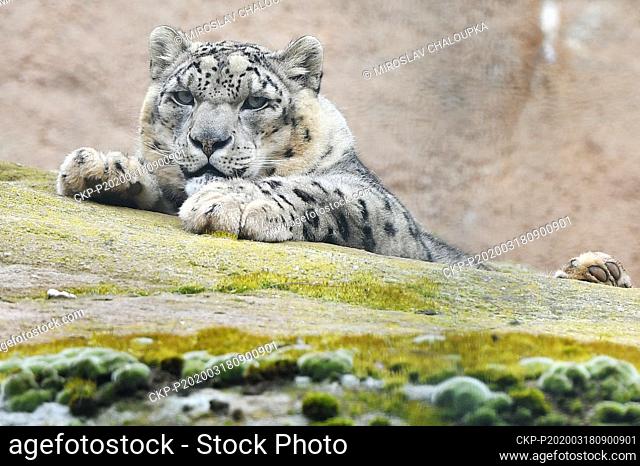Snow Leopard (Panthera uncia) enjoy unusual quietness in the Plzen Zoo, Czech Republic, on Wednesday, March 18, 2020. The zoo is closed for public amid...