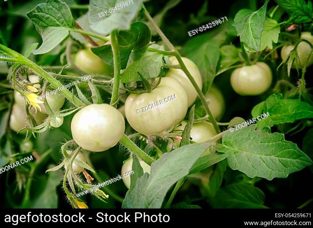 In the greenhouse on the branches of a tomato plant Matures a lot of green tomatoes