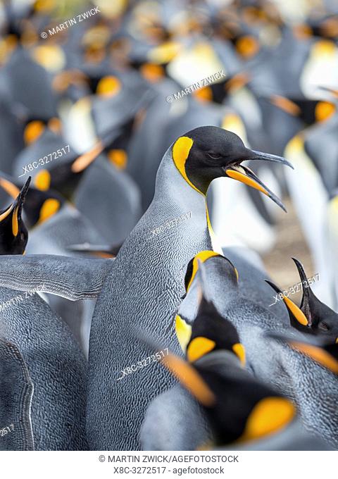 Adult runnig through rookery while being pecked at by neighbours. King Penguin (Aptenodytes patagonicus) on the Falkland Islands in the South Atlantic