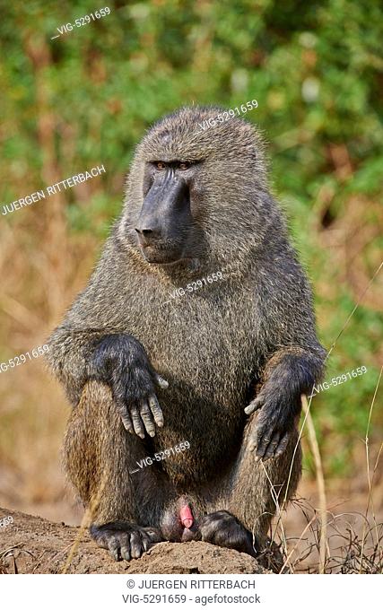 Olive baboon (Papio anubis), Kazinga Channel, Queen Elizabeth National Park, Uganda, Africa - Uganda, 14/02/2015