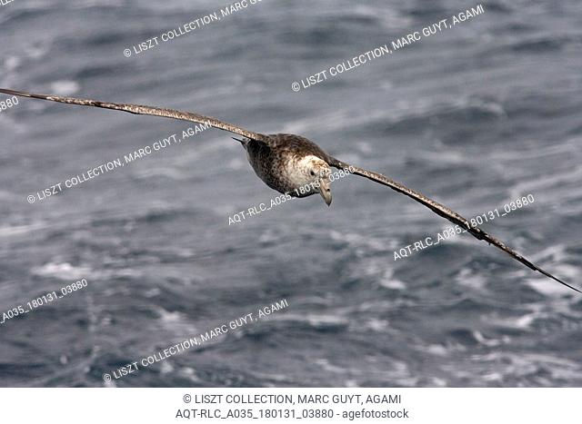 Southern Giant Petrel flying, Southern Giant Petrel, Macronectes giganteus