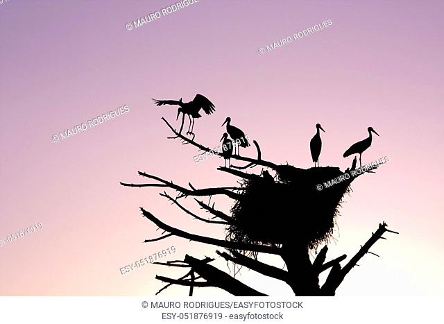Bunch of stork birds silhouettes on a dead tree with nest at sunset
