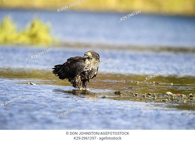 Bald eagle (Haliaeetus leucocephalus)- Attracted to sockeye salmon run on the Chilko River, Chilcotin Wilderness, BC Interior, Canada